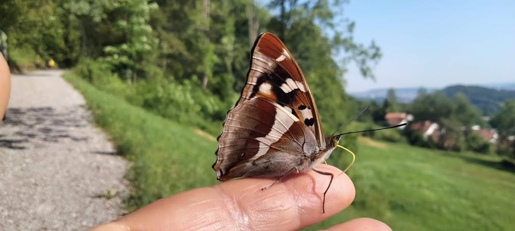 Bild 7: NaturKita, Kinderbetreuung mit Naturerlebnisse Adliswil